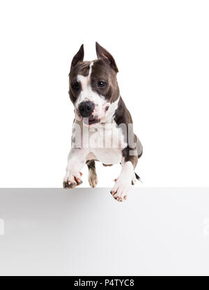 L'American Pit Bull terrier saltando un ostacolo in studio su uno sfondo bianco - Isolare Foto Stock