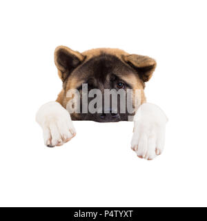 Akita Americano in piedi dietro il pannello vuoto isolato. Foto Stock