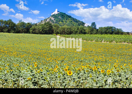 Zřícenina hradu Děvičky, CHKO Pálava, Jizni Morava, Ceska republika / rovine del castello Devicky, Palava regione Moravia del Sud, Repubblica Ceca Foto Stock