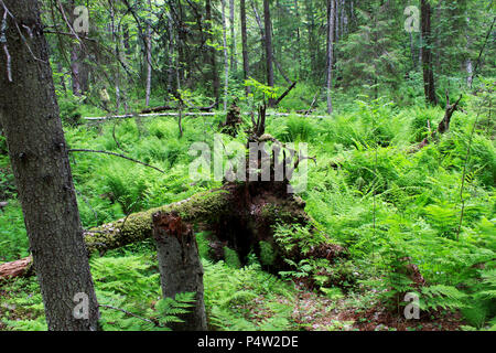 Bosco selvatico in riserva, ricoperta da canneti di felci. ricoperta con MOSS, un albero caduto con radici sporgenti. Foto Stock