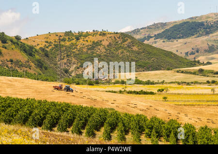 Gli agricoltori il prelievo di balle di paglia nella campagna siciliana con sullo sfondo di colline e di fronte un campo di alberi di mele Foto Stock