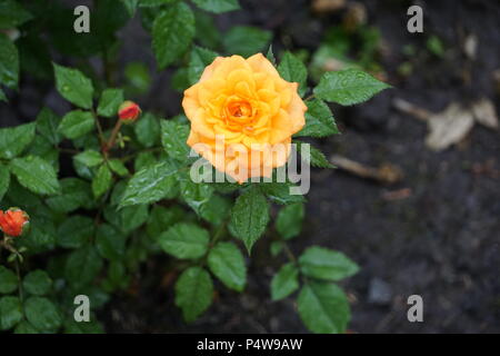 Yellow Rose Flowering Foto Stock