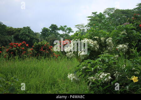 Giardino di fiore Foto Stock