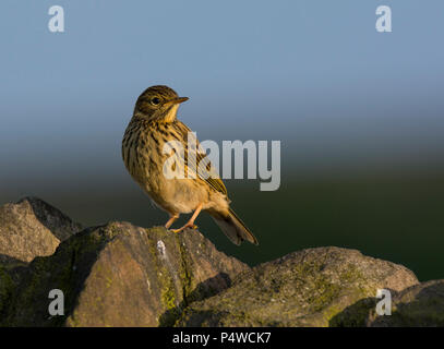 Meadow Pipit (Anthus pratensis) seduto su un muro di pietra nello Yorkshire Inghilterra Foto Stock