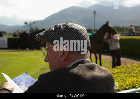 L'uomo, persona Punter, guardando a studiare i cavalli in parata anello forma di controllo, in previsione della prossima gara a Killarney, Co. Kerry, Irlanda. Foto Stock