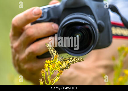 Bella coda forcuta farfalla su fiore giallo la fotografia macro da Wildlife Photographer da breve distanza Foto Stock