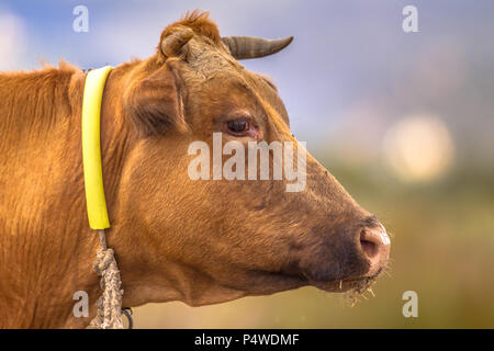 Brown cow headshot veduta laterale con sfocato sfondo agricolo Foto Stock