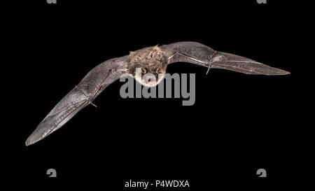 Maschio isolato Natterer bat (Myotis nattereri) in volo sulla chiesa con mansarda con distintivo ventre bianco su sfondo grigio Foto Stock