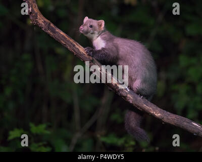 Wild faina (Martes foina) sul ramo in habitat naturale di notte. Questo piccolo predatore notturno è indispensabile per l'equilibrio ecologico di un Foto Stock