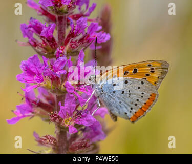 Rame di grandi dimensioni (Lycaena dispar) farfalle endemiche dei Paesi Bassi rovistando nettare sui fiori di purple loosestrife (Lythrum salicaria) Foto Stock