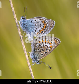 Paio di argento-blu chiodati (Plebejus argus) farfalla coniugata di erba in habitat naturali Foto Stock