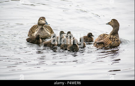 Gruppo di anatre con due donne germani reali di nuoto con un asilo nido di graziosi anatroccoli, acqua di Leith, Edimburgo, Scozia, Regno Unito Foto Stock