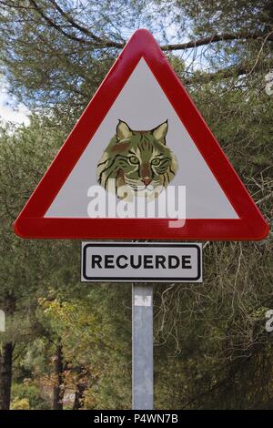 Segno di traffico per la conservazione per la lingua spagnola (Lynx lynx pardina). Sierra de Andujar parco naturale. Jaen. Andalusia. Spagna. Foto Stock