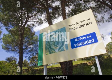 Segno di traffico per la conservazione per la lingua spagnola (Lynx lynx pardina). Sierra de Andujar parco naturale. Jaen. Andalusia. Spagna. Foto Stock