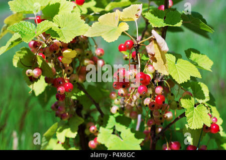 Mazzetto di maturazione ribes rosso su una boccola. Messa a fuoco selettiva Foto Stock