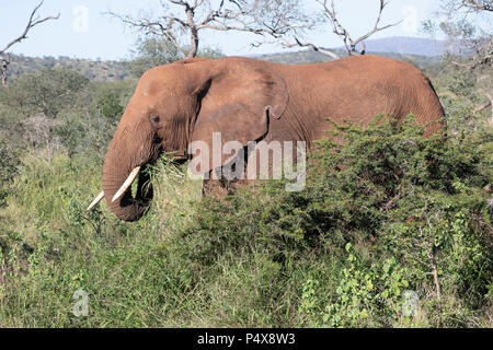 Adulto African bull elephant Loxodonta africana nel profilo di mangiare la vegetazione tra il South African bush Foto Stock