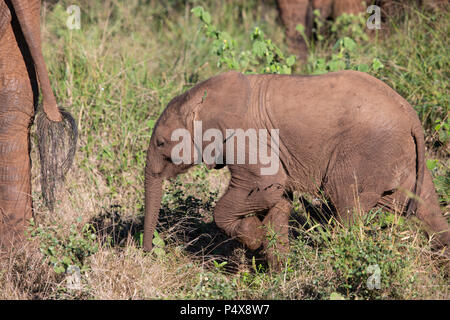 Baby elefante africano Loxodonta africana in seguito chiudere dietro la sua madre nel bush africano Foto Stock
