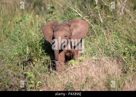 Baby elefante africano Loxodonta africana ad esplorare il bush Africano con adulti in stretta prossimità ma al di fuori della vista. Foto Stock
