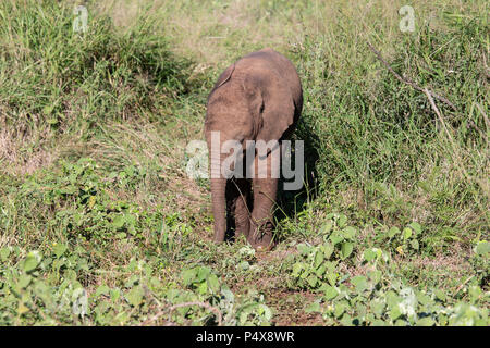 Baby elefante africano Loxodonta africana ad esplorare il bush Africano con adulti in stretta prossimità ma al di fuori della vista. Foto Stock