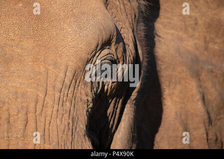 In prossimità dell' elefante africano Loxodonta africana che mostra clealry lunghe ciglia nere sul suo occhio. Foto Stock