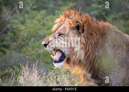 Close up headshot nel profilo dei maschi di lion Panthera leo ululano e a denti stretti Foto Stock