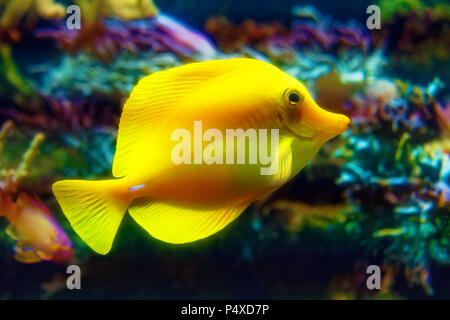 Poco carino pesce giallo zebrasoma flavescens nuoto Foto Stock
