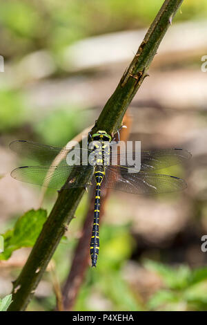 Golden inanellato dragon fly Cordulegaster boltonii grandi green eyed corpo nero a bande di colore giallo con strette club addome codato appollaiato sul gambo spinoso. Foto Stock