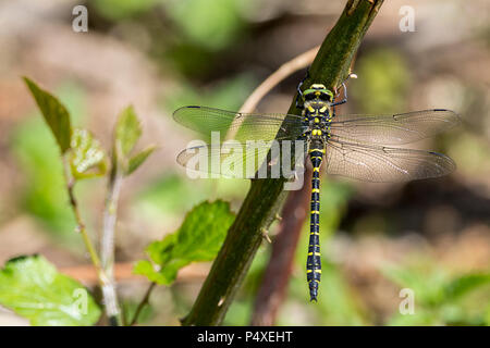 Golden inanellato dragon fly Cordulegaster boltonii grandi green eyed corpo nero a bande di colore giallo con strette club addome codato appollaiato sul gambo spinoso. Foto Stock