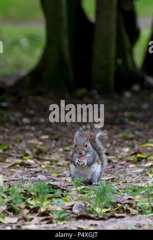 Scoiattolo grigio seduta sulle zampe posteriori a mangiare una nocciolina detenute nelle sue zampe anteriori Foto Stock