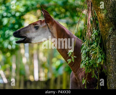 Kilimanjaro Safari è un safari attrazione per il Regno degli Animali di Disney in Walt Disney World Resort in Lake Buena Vista, Florida. Foto Stock