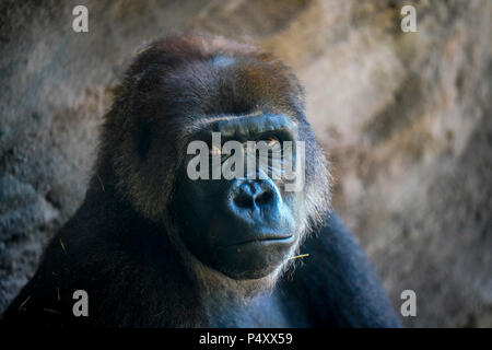 Gorilla - Kilimanjaro Safari è un safari attrazione per il Regno degli Animali di Disney in Walt Disney World Resort in Lake Buena Vista, Florida. Foto Stock