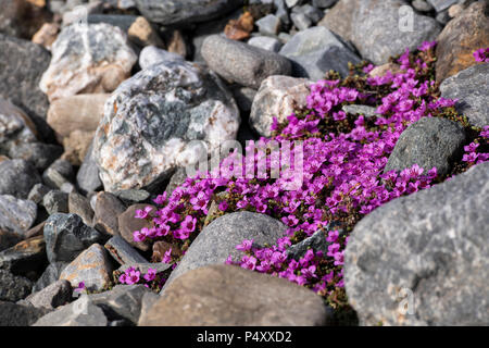 Norvegia Isole Svalbard, Spitsbergen, Isbjornhamna. Sassifraga viola fiori selvatici (Saxifraga oppositifolia) di rocky habitat artico. Foto Stock