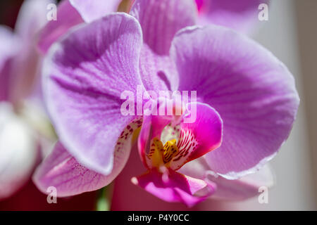 Primo piano di un fiore rosa/ magenta di Phalaenopsis orchidea fiorente Foto Stock