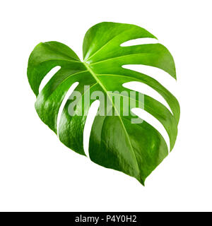 Foglia di monstera, formaggio svizzero pianta tropicale isolata su sfondo bianco percorso di clipping incluso Foto Stock