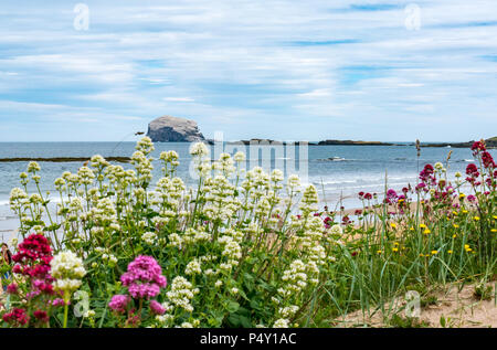 Bass Rock bianco con nidificazione sule, grande Northern gannet colonia, Morus bassanus, con Centranthus ruber fiori selvatici, North Berwick, Scotland, Regno Unito Foto Stock