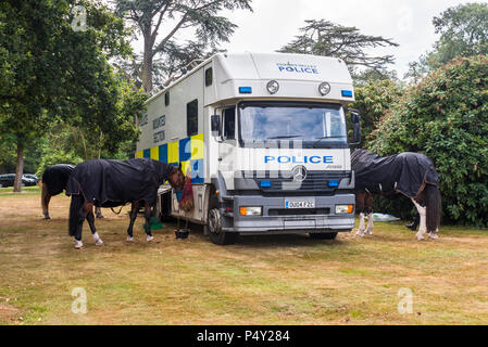 La polizia cavalli a riposo di mangiare da una polizia sezione montato su un veicolo di trasporto. Foto Stock