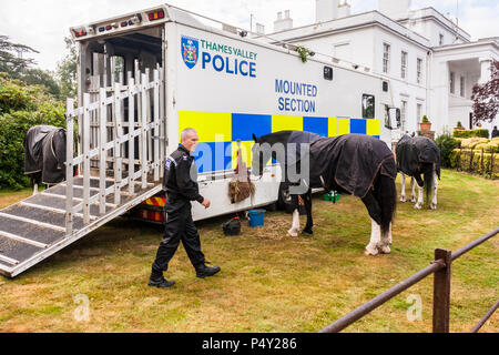 La polizia cavalli a riposo di mangiare da una polizia sezione montato su un veicolo di trasporto. Foto Stock