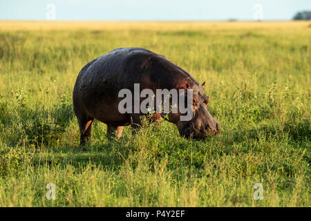 Ippopotamo (ippopotamo anfibi) di pascolare su erba nel Parco Nazionale del Serengeti, Tanzania Foto Stock