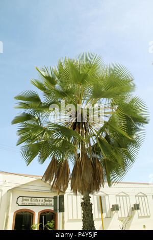 Cera carnauba, Tectorum prunifera, Natal, Rio Grande do Norte, Brasile Foto Stock