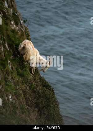 Capre di montagna coraggiosamente scogliere di arrampicata con l'oceano sullo sfondo. Foto Stock