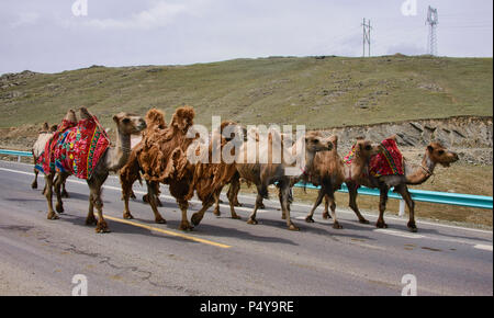Bactrian camel mandria sulle praterie kazako, Keketuohai, Xinjiang, Cina Foto Stock