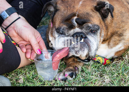 In California, Stati Uniti d'America. Il 23 giugno, 2018. Giugno 23, 2018 - Petaluma, California, Stati Uniti d'America - Zsa Zsa, un 9-year-old English Bulldog da Anoka, MN, ha vinto il titolo del mondo cane più brutte® presso la Fiera Sonoma-Marin di Petaluma, California. Zsa Zsa era un cucciolo di cane di mulino per 5 anni in Missouri, prima di essere adottato dal suo proprietario Megan Brainard. Credito: Tim Fleming/Alamy Live News Credito: Tim Fleming/Alamy Live News Foto Stock