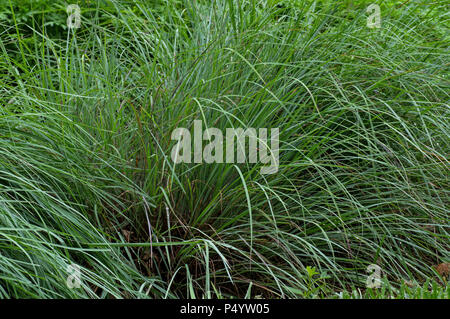 Poco bluestem in un giorno nuvoloso dopo la pioggia. Noto anche come Schizachyrium scoparium o la barba di erba. Foto Stock