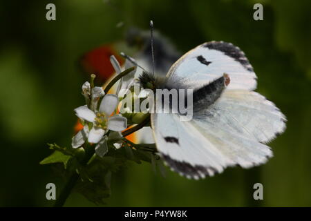 Femmina-arancione farfalla di punta Foto Stock