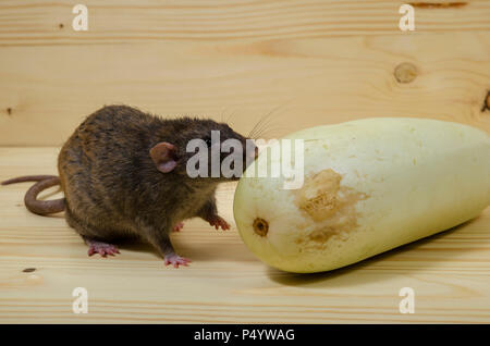 Mangia di ratto midollo vegetale su un tavolo di legno. Foto Stock