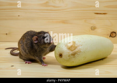 Mangia di ratto midollo vegetale su un tavolo di legno. Foto Stock