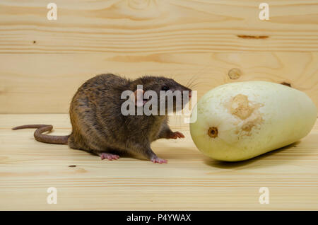 Mangia di ratto midollo vegetale su un tavolo di legno. Foto Stock