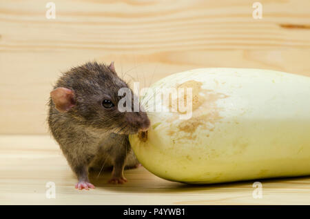 Mangia di ratto midollo vegetale su un tavolo di legno. Foto Stock