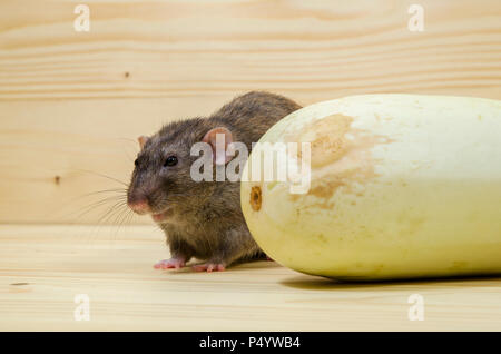 Mangia di ratto midollo vegetale su un tavolo di legno. Foto Stock