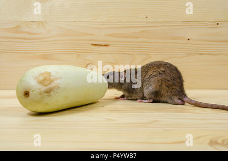 Mangia di ratto midollo vegetale su un tavolo di legno. Foto Stock